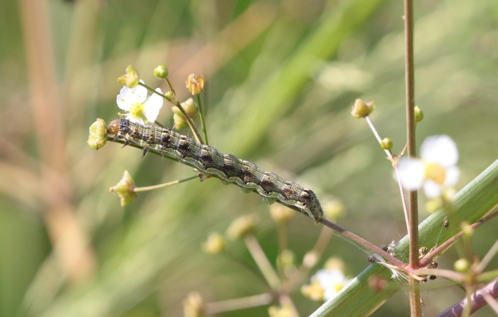 Bruco - Aiuto ID: Helicoverpa armigera